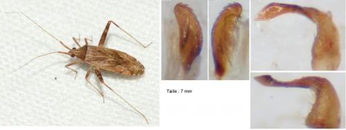 Réf. 263 551 : Phytocoris sp.